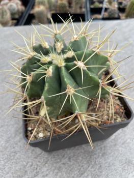 Ferocactus glaucescens